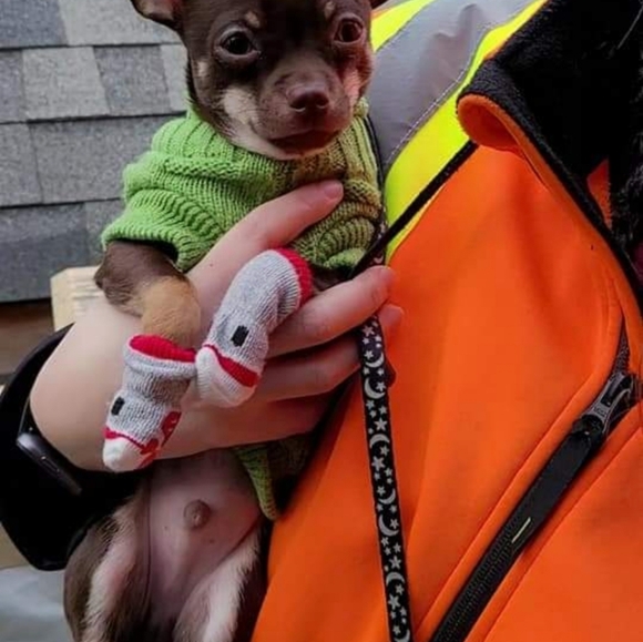 Dog Socks - Picture 8 of 11